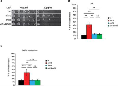 Haspin Modulates the G2/M Transition Delay in Response to Polarization Failures in Budding Yeast